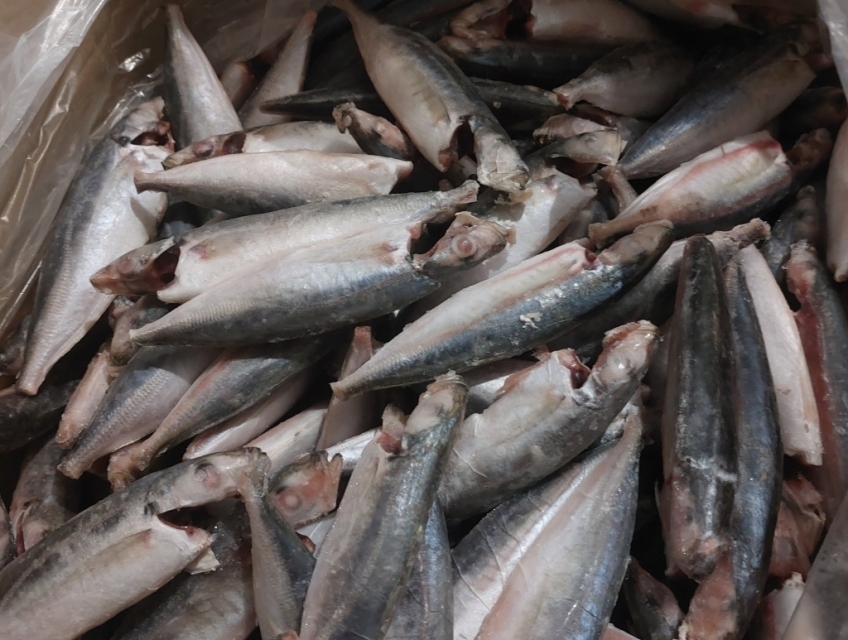 Cá nục gai làm sạch cấp đông cung cấp quán cơm và suất ăn công nghiệp